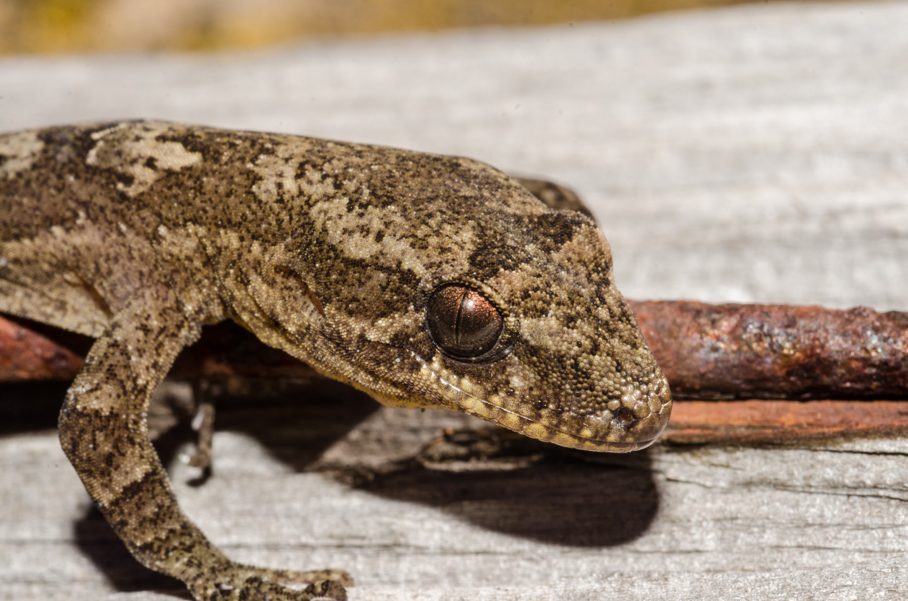 DSC_4766 – Mokohinau, Islands, Burgess, Island, crispin, nz, new, zealand, new zealand, Mokohinau, Gecko, Dactylochnemis, lizard, cold blood, rare